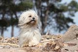 LHASSA APSO 007